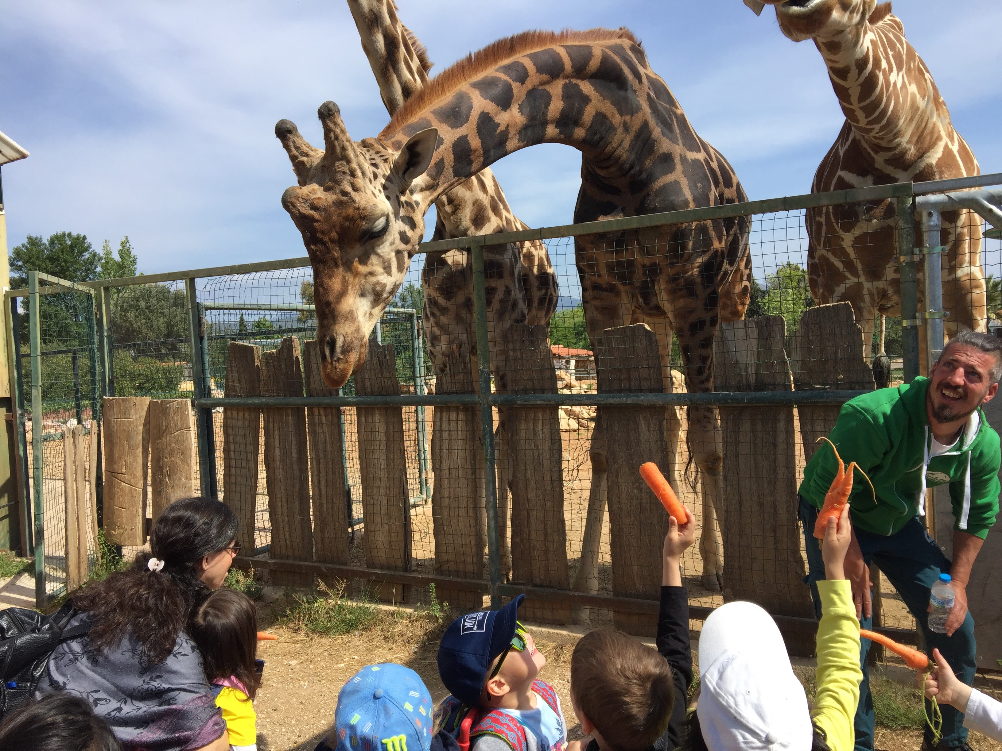 UD-Greece-Study-abroad-giraffe